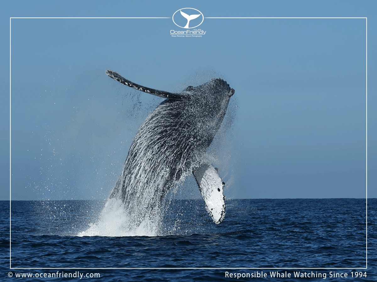 Ocean Friendly Tours