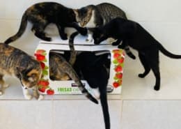 PuRR Project